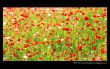 Details for the 'Proverbs 19:8' free image, background, wallpaper