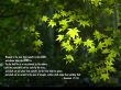 Details for the 'Jeremiah 17:7-8' free image, background, wallpaper