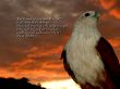 Details for the 'Isaiah 40:31' free image, background, wallpaper