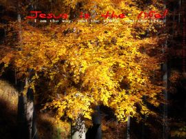 Jesus is the life christian wallpaper, christian background
