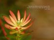 Details for the 'Isaiah 40:8' free image, background, wallpaper