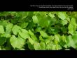 Details for the 'John 15:5' free image, background, wallpaper