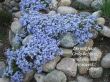 Details for the 'Luke 8:50' free image, background, wallpaper