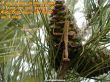 Details for the 'Psalms 17:6' free image, background, wallpaper