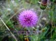 Details for the 'Mark 16:15' free image, background, wallpaper