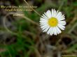 Details for the 'Proverbs 11:2' free image, background, wallpaper