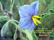 Details for the 'Psalms 50:2' free image, background, wallpaper