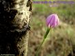 Details for the 'Job 13:15' free image, background, wallpaper