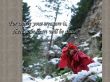 Details for the 'Matthew 6:21' free image, background, wallpaper