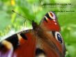 Details for the 'Philippians 1:6' free image, background, wallpaper