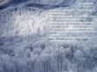 Details for the 'look at all the trees ' free image, background, wallpaper