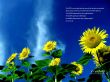 Details for the 'sout for joy' free image, background, wallpaper