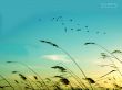 Details for the 'Migration ' free image, background, wallpaper