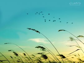 Migration  christian wallpaper, christian background
