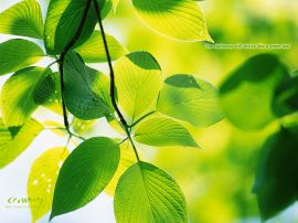 The Righteous will Thrive christian wallpaper, christian background