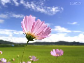 Lavender Glory christian wallpaper, christian background