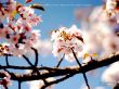 Details for the 'psalm 106:1' free image, background, wallpaper