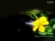 Details for the 'Breath of Life' free image, background, wallpaper
