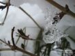 Details for the 'Small Ice' free image, background, wallpaper