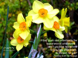 The Appearance of Wildflowers christian wallpaper, christian background