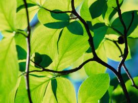Plants christian wallpaper, christian background