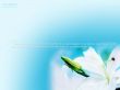 Details for the 'He who believes in me' free image, background, wallpaper