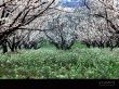 Details for the 'Blossom Spring ' free image, background, wallpaper