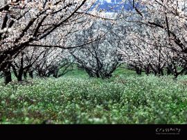 Details for 'Blossom Spring 'christian wallpaper, christian background