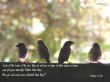 Details for the 'Matthew 6:26' free image, background, wallpaper