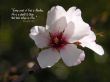 Details for the 'Flawless' free image, background, wallpaper
