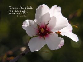 Flawless christian wallpaper, christian background