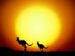 Details for the 'Kangaroo' free image, background, wallpaper
