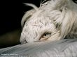 Details for the 'Eagle' free image, background, wallpaper