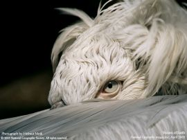 Eagle christian wallpaper, christian background
