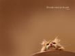 Details for the 'Cat' free image, background, wallpaper