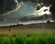 Details for the 'Long Horn Wall' free image, background, wallpaper