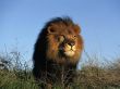 Details for the 'Lion' free image, background, wallpaper