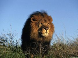 Lion christian wallpaper, christian background