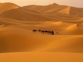 Camels in Desert christian wallpaper, christian background