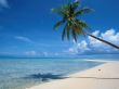 Details for the 'Beach Palm' free image, background, wallpaper