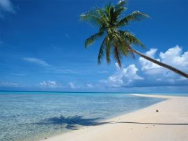 Beach Palm christian wallpaper, christian background