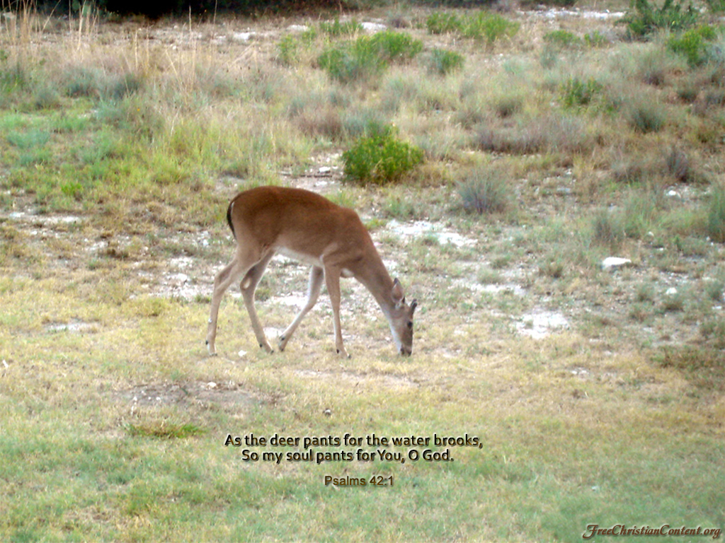 Psalms 42:1 – Deer christian wallpaper free download. Use on PC, Mac, Android, iPhone or any device you like.