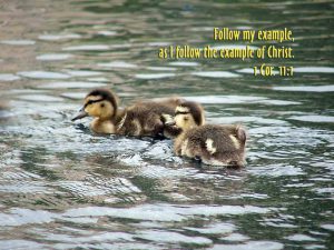 1 Corinthians 11:1 – Follow The Example Of Christ Wallpaper