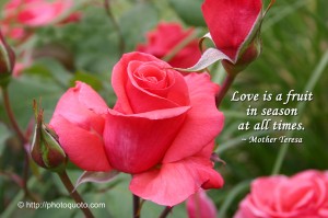 Love Is A Fruit By Mother Teresa Wallpaper