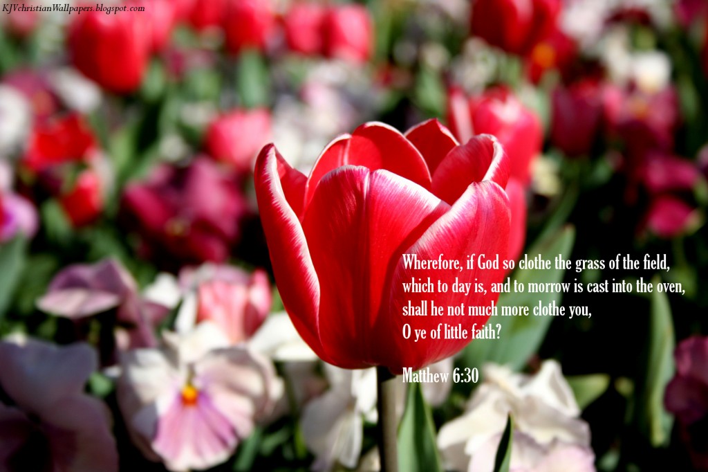 Matthew 6:30 – Faith in God christian wallpaper free download. Use on PC, Mac, Android, iPhone or any device you like.