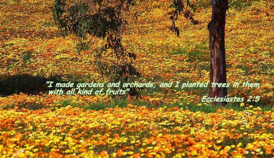 Ecclesiastes 2:5 – Gardens christian wallpaper free download. Use on PC, Mac, Android, iPhone or any device you like.