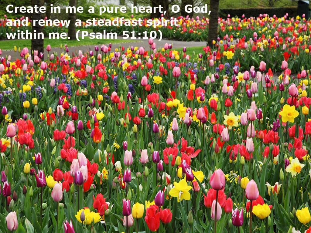 Psalm 51:10 – A Pure Heart christian wallpaper free download. Use on PC, Mac, Android, iPhone or any device you like.